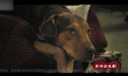 人狗交配视频,伦理争议与科学真相