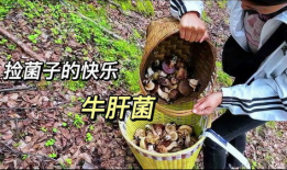 捡菌子视频,跟随视频探索野生菌子的奇妙世界