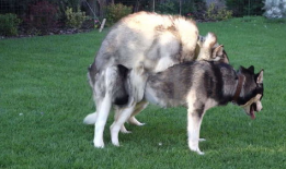 动物交配视频马,揭秘神奇交配瞬间